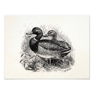 Foto Os patos selvagens do pato selvagem do vintage