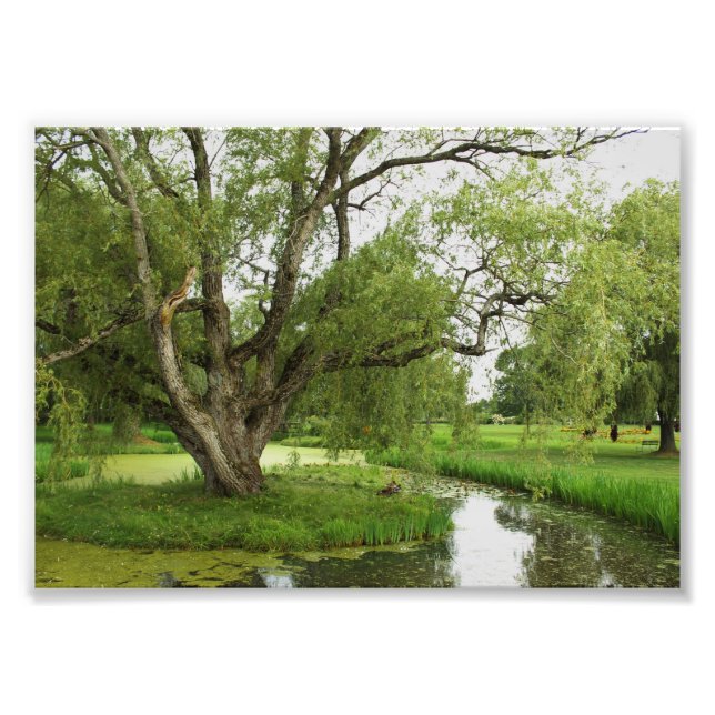 Foto Os verdes de grande pre (Frente)