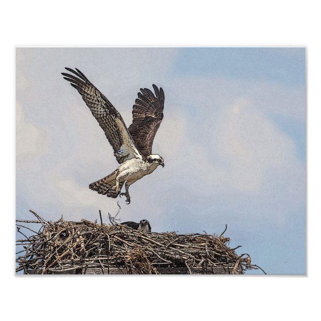Foto Osprey em um ninho (Frente)