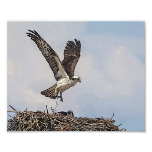 Foto Osprey em um ninho