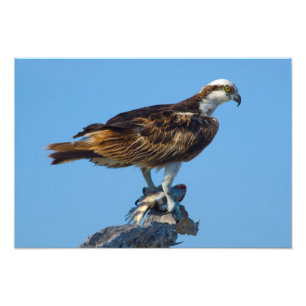 Foto Osprey, Florida