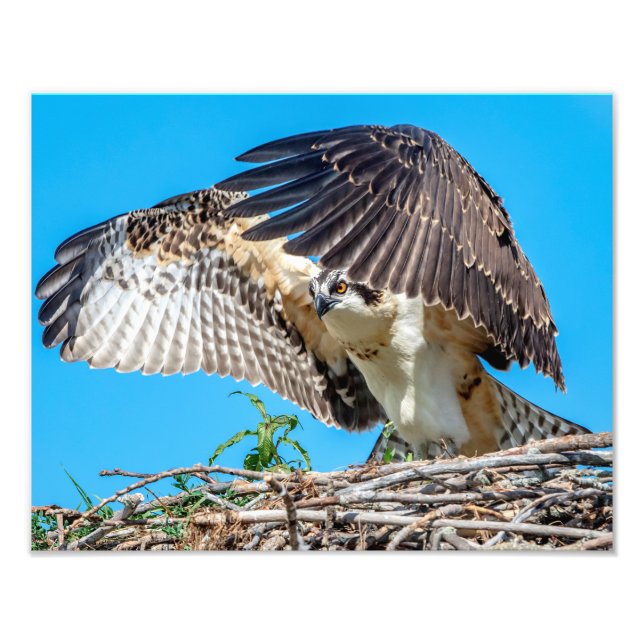 Foto Osprey juvenil 14x11 no ninho (Frente)