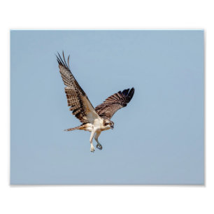 Foto Osprey juvenil em vôo