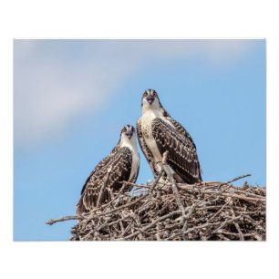 Foto Osprey juvenil no ninho