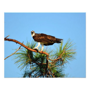Foto Osprey na natureza