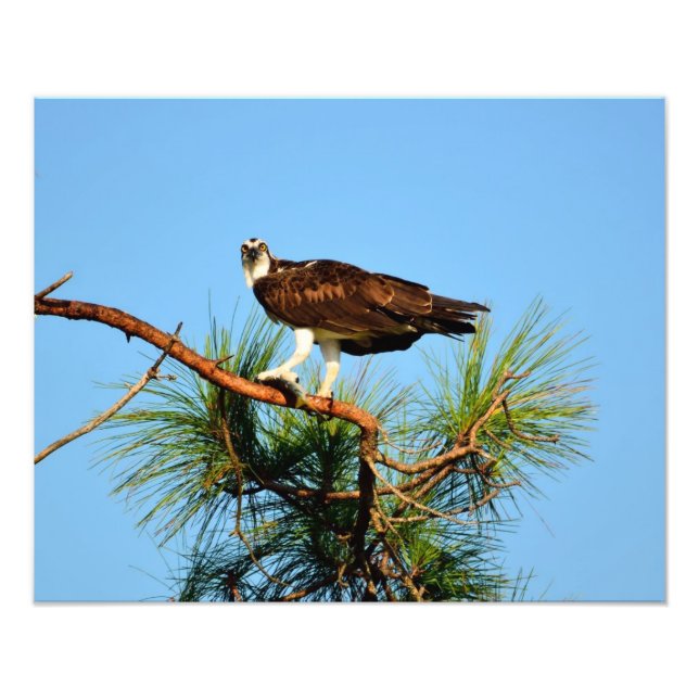 Foto Osprey na natureza (Frente)
