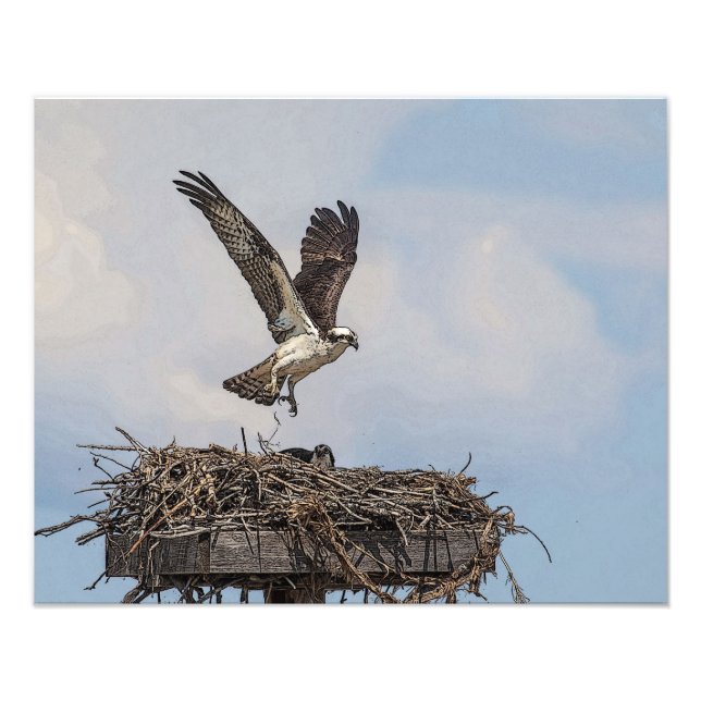 Foto Osprey num ninho (Frente)