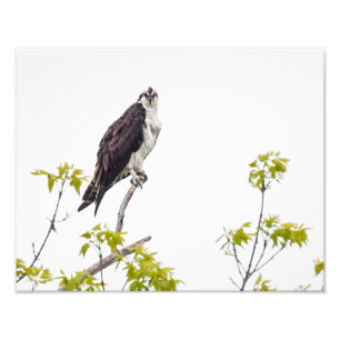 Foto Osprey olhar fixamente