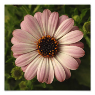 Foto Osteospermum cor-de-rosa