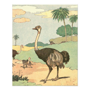 Foto Ostrich e Pintinhos Ilustrados