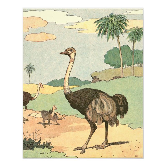 Foto Ostrich e Pintinhos Ilustrados (Frente)