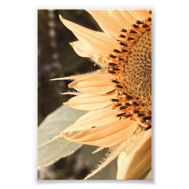 Foto Ouro de girassol beijado pelo sol (Frente)