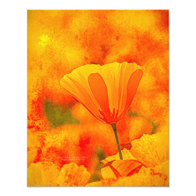 Foto Ouro Orange California Poppy "Land Of Orange" (Frente)