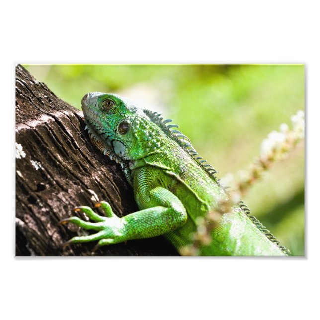 Foto outro dia verde (Frente)