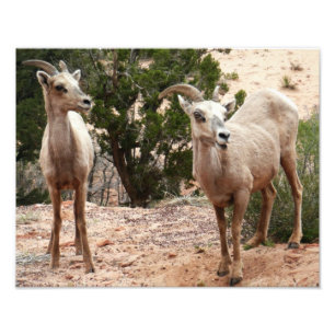 Foto Ovelha Engraçada no Parque Nacional do Zion