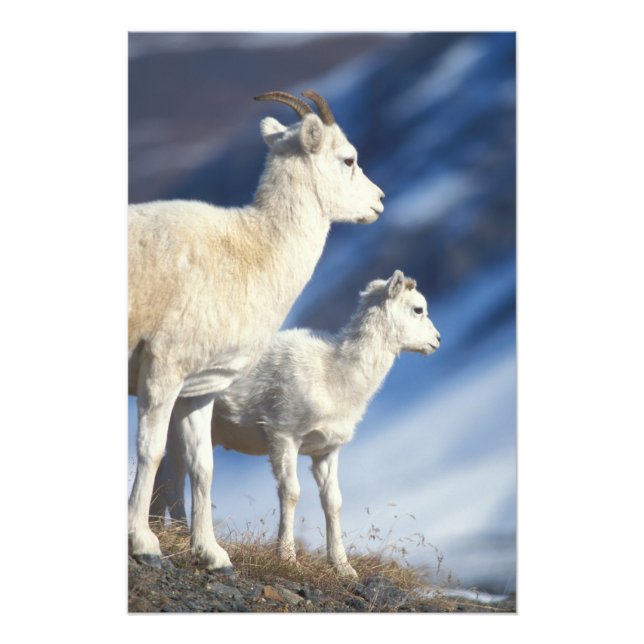Foto ovelhas dall, Ovis dalli, ovelha e cordeiro (Frente)