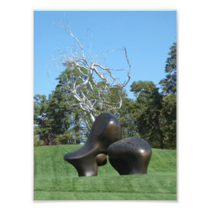 Foto Ovelhas e uma árvore