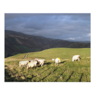 FOTO OVINO DE MONTANHA