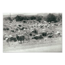 Ovinos, Fazendas Monocromáticas, Frangos Antigos