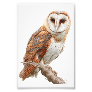 Foto Owl Premium Satin Photo Paper Photo Enlargement
