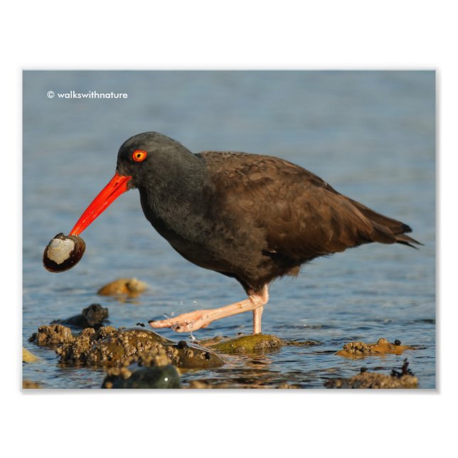 Foto Oystercatcher Preto com Clam (Frente)