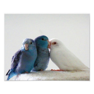 Foto pacífica dos amigos do pássaro de Parrotlet