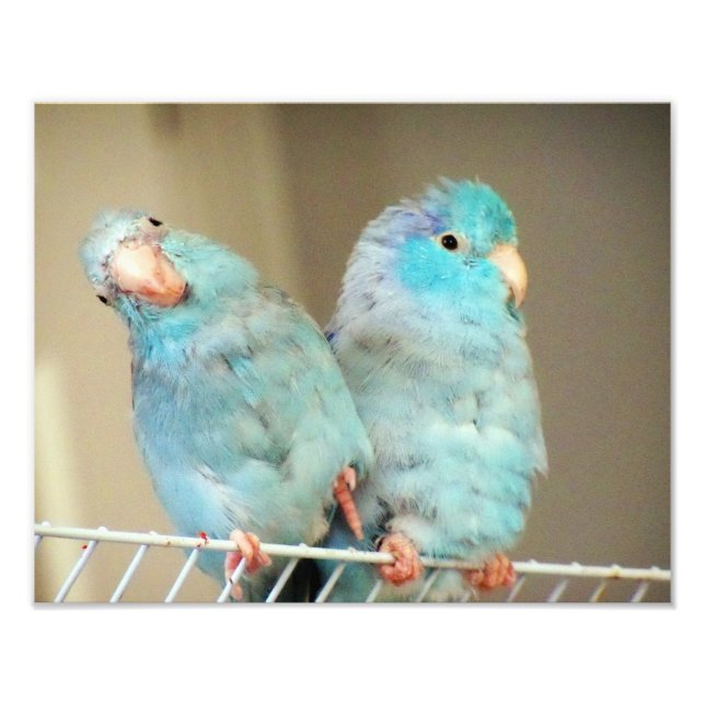 Foto Pacifif Parrotlets Amam Companheiros de Pássaros F (Frente)