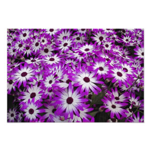 Foto Padrão de flores, Jardins Kuekenhof, Lisse,