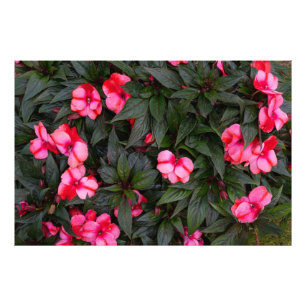Foto Padrão de Flores Vibrantes de Impatiens da Nova Gu