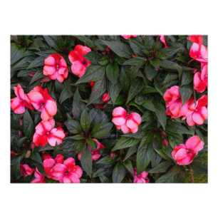 Foto Padrão de Flores Vibrantes Rosa de Impatiens da No