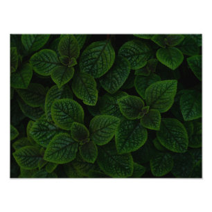 Foto Padrão de Folhas Texturizadas Verde Esmeralda Escu