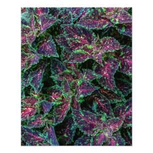 Foto Padrão de Folhas Vibrantes de Coleus.