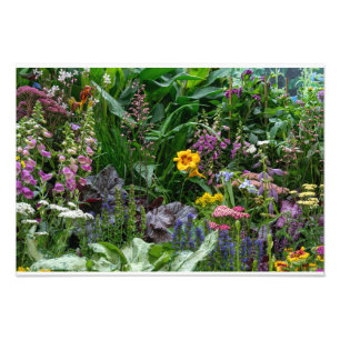 Foto Padrão de Fundo de Flores Vibrantes de Jardim de V