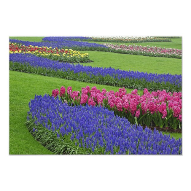 Foto Padrão de Jacinto-de-musgo, tulipas, e (Frente)
