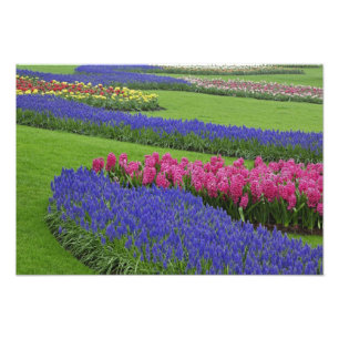 Foto Padrão de Jacinto de uva, tulipas e