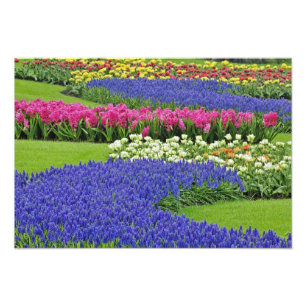 Foto Padrão de Jacinto-de-uva, tulipas e 3