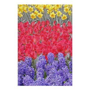 Foto Padrão de jacinto, tulipas e narcisos,