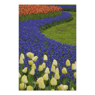 Foto Padrão de jardim de flores de Jacinto de Uva e 2