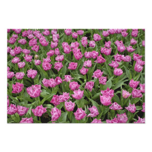 Foto Padrão de jardim de tulipas, Jardins Keukenhof,