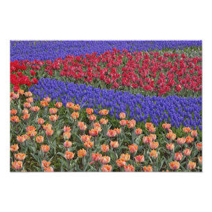 Foto Padrão de tulipas e flores de jacinto de uva,