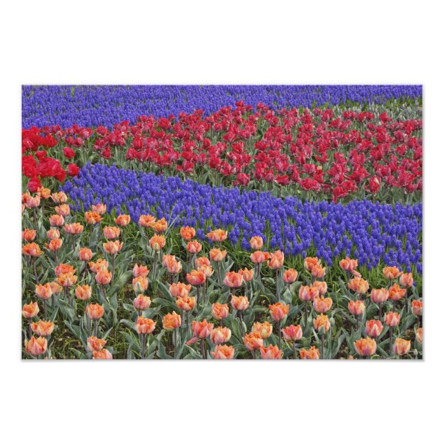 Foto Padrão de tulipas e flores de jacinto de uva, (Frente)