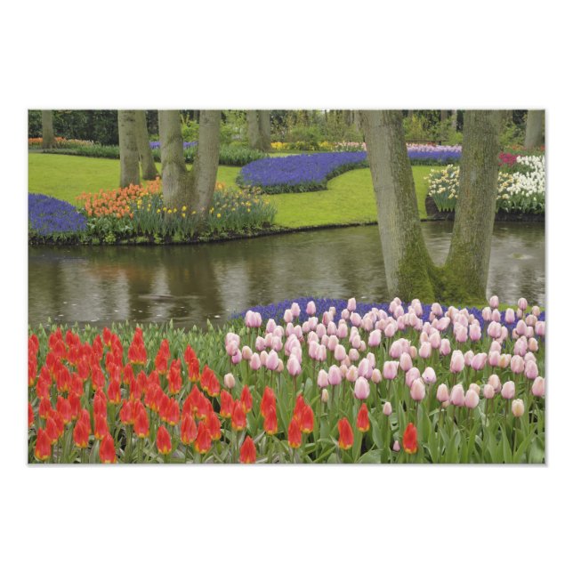 Foto Padrão de tulipas e flores de jacinto de uva, (Frente)