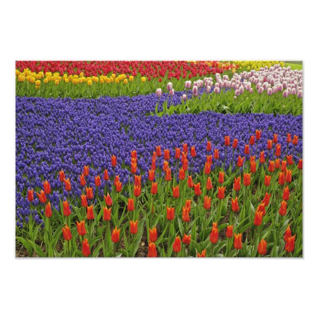 Foto Padrão de tulipas e flores de jacinto de uva, 2 (Frente)