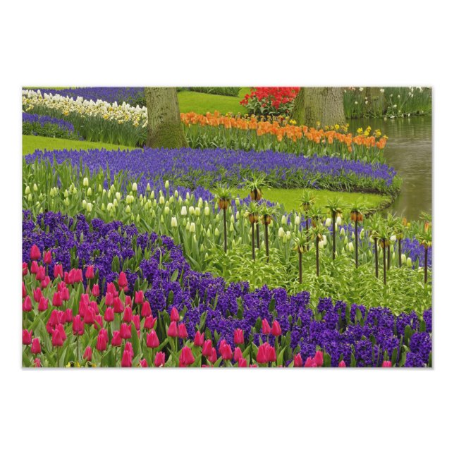 Foto Padrão de tulipas jacintos, e jacintos-de-uva (Frente)