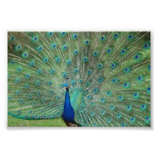 Foto Paignton Peacock