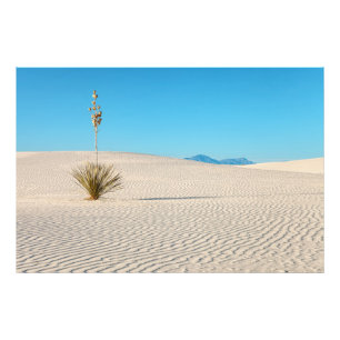 Foto Paisagem do Deserto White Sands e Yucca