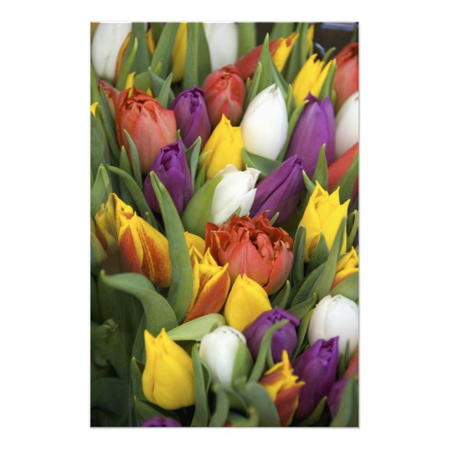 Foto Países Baixos, Holanda do Sul, Amesterdã (Frente)