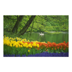 Foto Países Baixos, Lisse. Cisnes brancos no lago em me