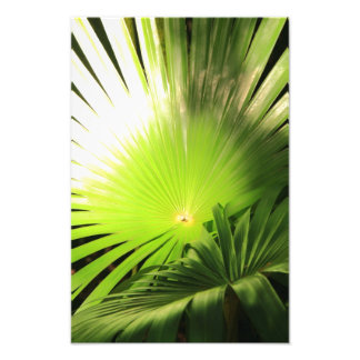 Foto Palm Fronteira à luz do sol, Paisagem tropical