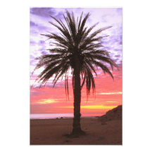 Palm Tree e Dawn Sky